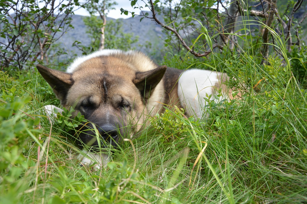 The Traits of the Akita - Loyalty and Strength